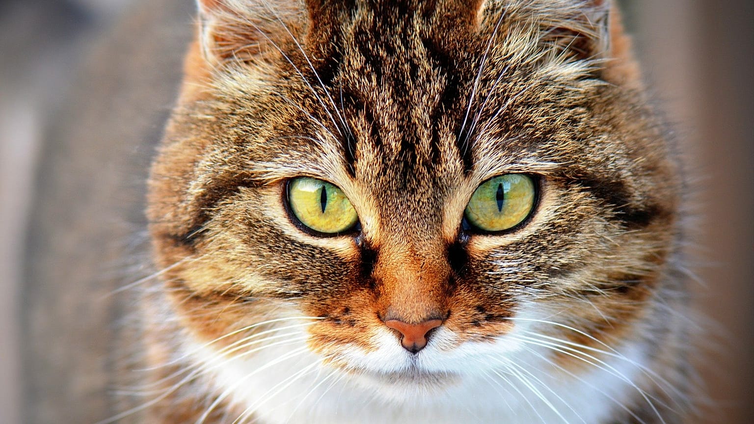 Katze - Symbolbild