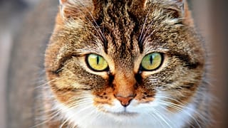 Katze - Symbolbild