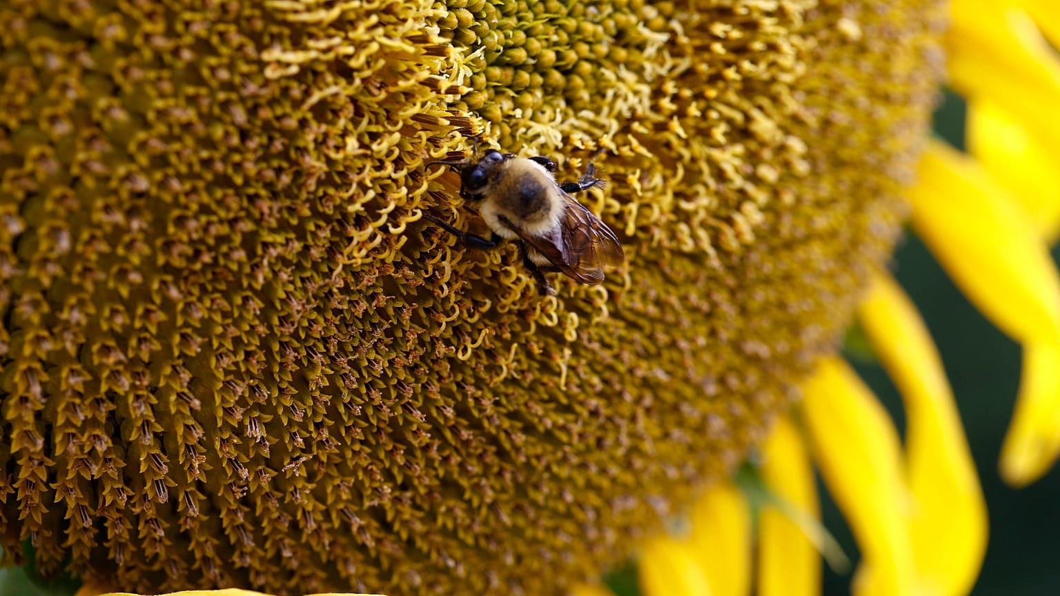 Sunflowers-Mississippi
