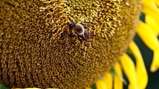 Sunflowers-Mississippi