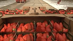 Coronavirus : la filière maraîchère est aussi à la peine