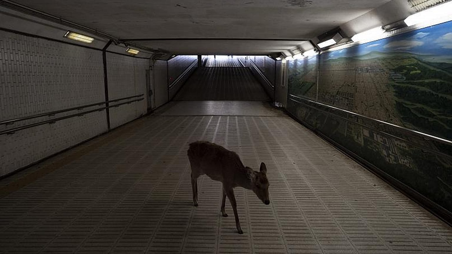 Animales salvajes aprovechan la cuarentena para reconquistar las ciudades