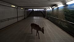 Animales salvajes aprovechan la cuarentena para reconquistar las ciudades