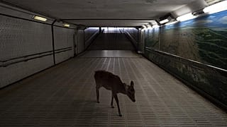 Animales salvajes aprovechan la cuarentena para reconquistar las ciudades