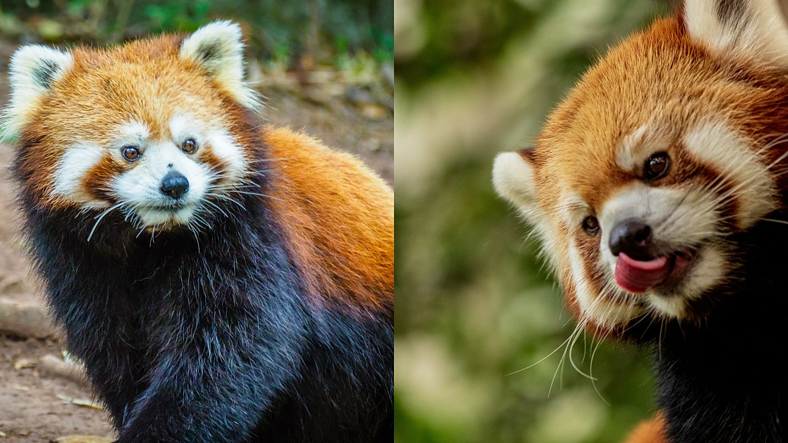 Red pandas