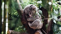 Hope for animals threatened with extinction by Australian bushfire devastation