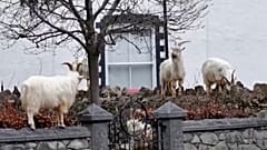 Пир во время коронавируса