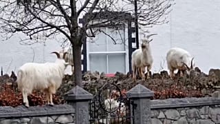 Пир во время коронавируса