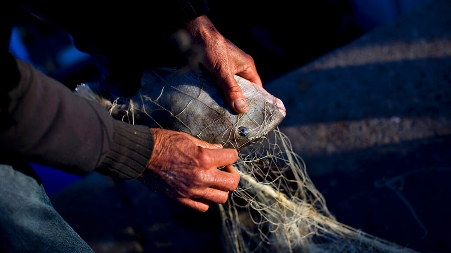 Europe Fisheries