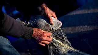 Europe Fisheries