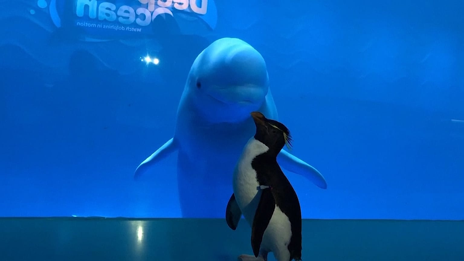Humanos confinados, animales paseando a sus anchas