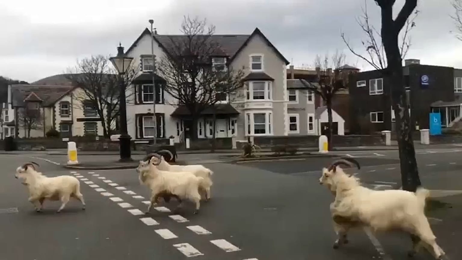 Goats roam in a Welsh town with people confined to their homes amid the coronavirus outbreak