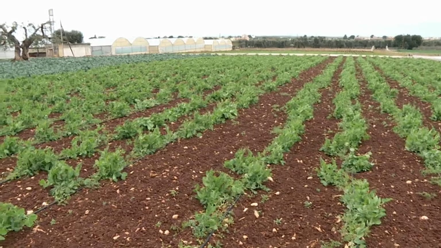 Covid-19: l'agricoltura fatica, l'industria si ripensa