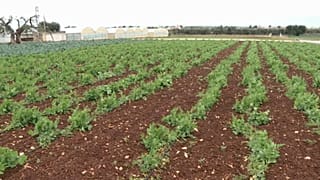 Covid-19: l'agricoltura fatica, l'industria si ripensa