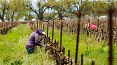 Koronavírus: nehéz helyzetben a mezőgazdaság