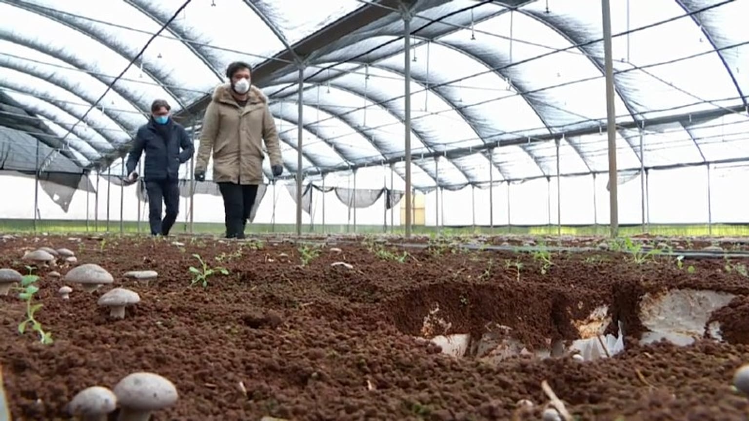 Coronavirus, il disastro agricolo. In Puglia mezzo miliardo di euro di perdite