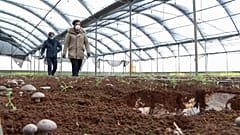 Coronavirus, il disastro agricolo. In Puglia mezzo miliardo di euro di perdite