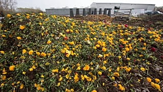 El coronavirus marchita las flores y las plantas