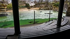 Les zoos souffrent financièrement, et les visiteurs manquent aux animaux 