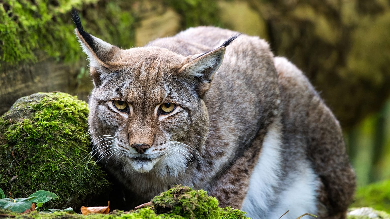 Una lince all'Opel Zoo di Kronberg, in Germania