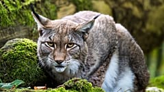 Una lince all'Opel Zoo di Kronberg, in Germania