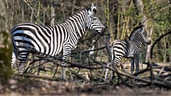 Zebracsikó született Nyíregyházán - Támogató jegyet árul online az állatpark