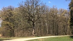 Júniusi meleg jöhet a jövő héten