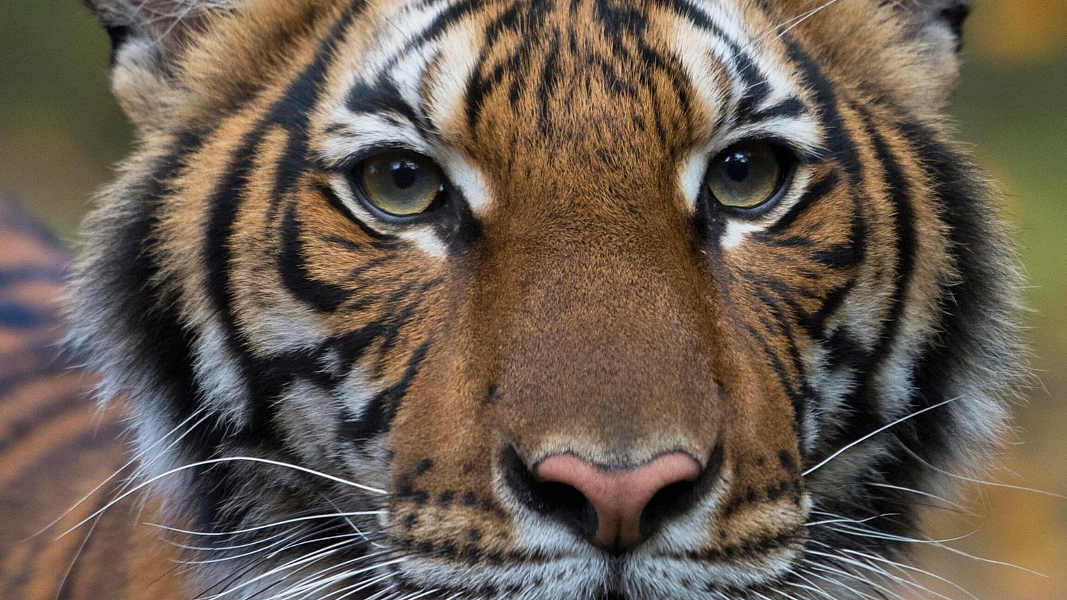 Virus Outbreak Tiger