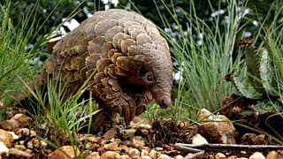 Pangolin