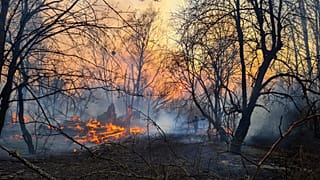 Ukrayna'da Çernobil bölgesinde orman yangınları