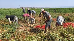 Kalkınma Atölyesi: Koronavirüs salgınıyla mücadelede mevsimlik işçiler de gözetilmeli 