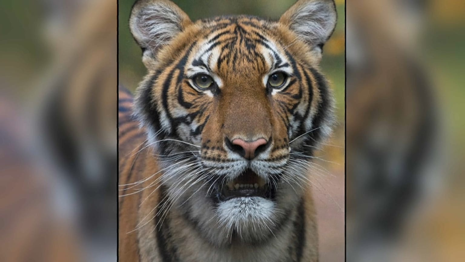 Dans le zoo du Bronx, une tigresse testée positive au Covid-19