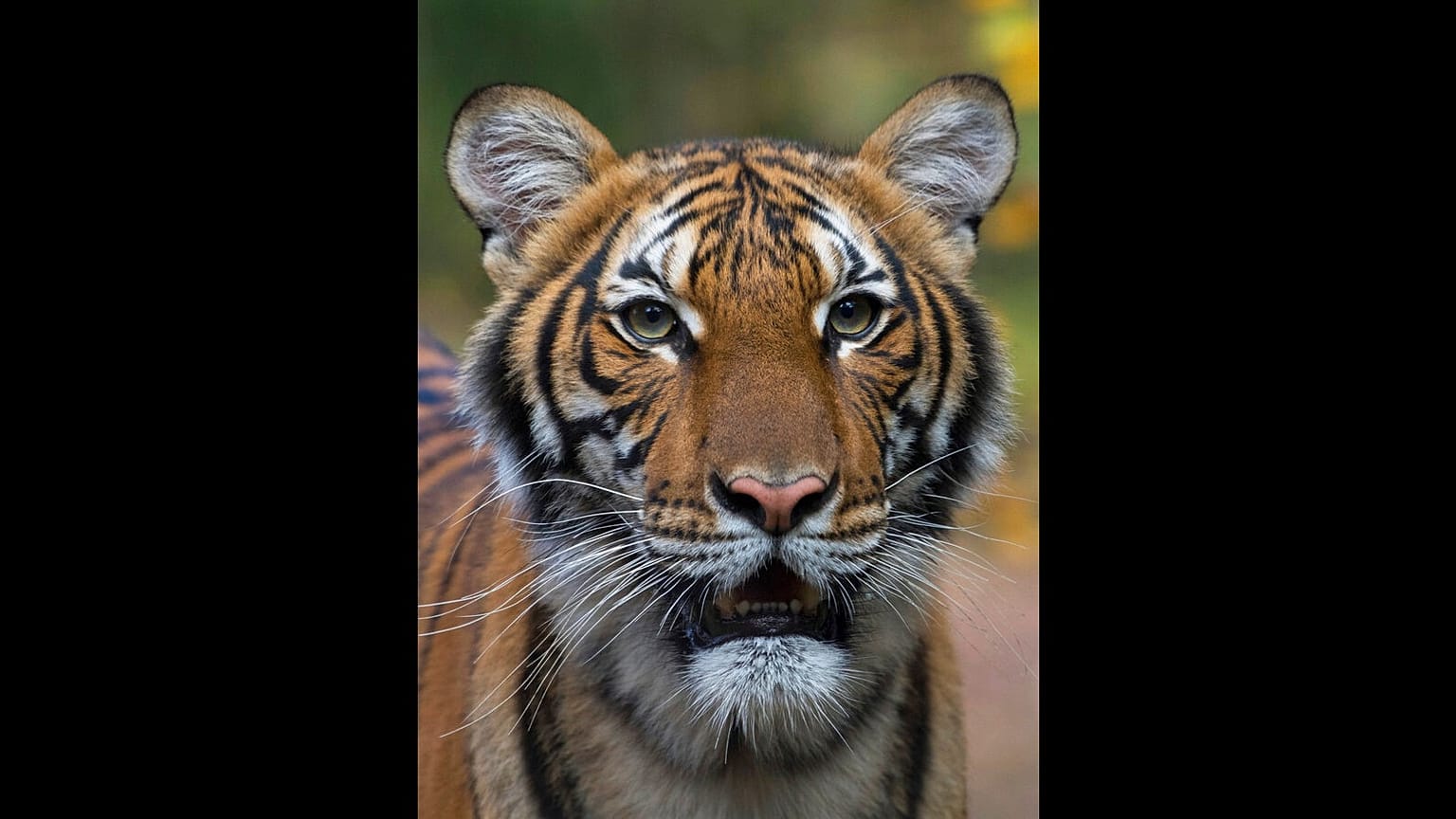 This undated photo provided by the Wildlife Conservation Society shows Nadia, a Malayan tiger at the Bronx Zoo in New York.