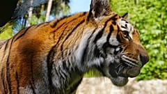 В Нью-Йорке тигр заразился коронавирусом