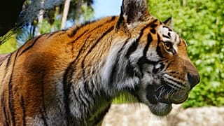 В Нью-Йорке тигр заразился коронавирусом
