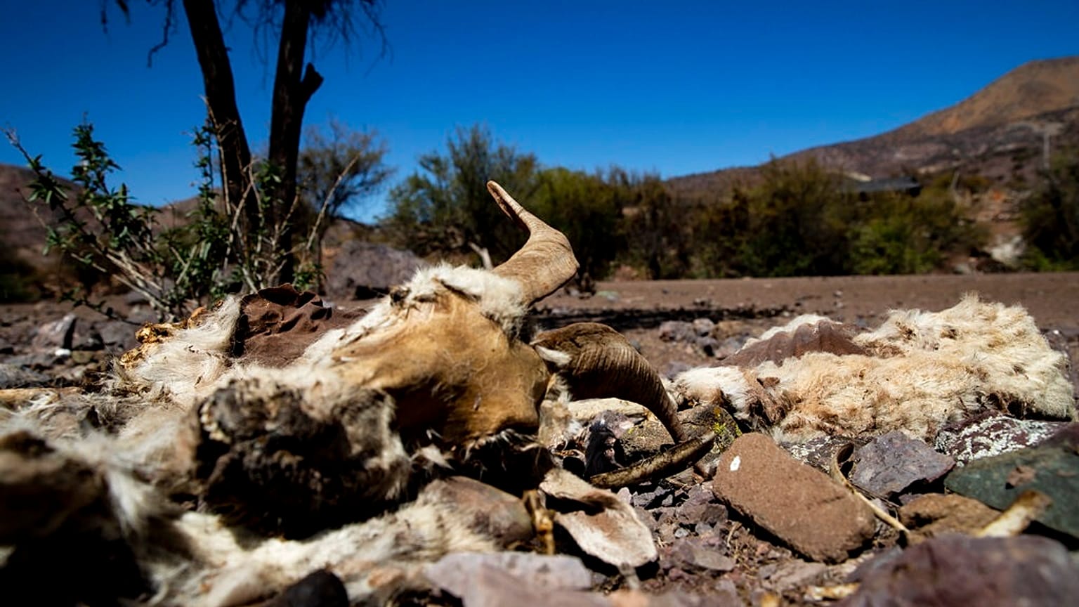 In Chile herrscht seit Monaten Dürre. Dieses Foto stammt von September.