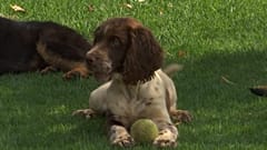 Köpekler Covid-19'u tespit edebilir mi?