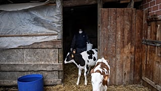Archive: Italian milk farmer Massima Santoro, wearing a face mask, feeds calves in her farm on March 26, 2020 (Photo by MARCO BERTORELLO / AFP)