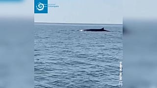 Deux rorquals communs aperçus près des côtes marseillaises