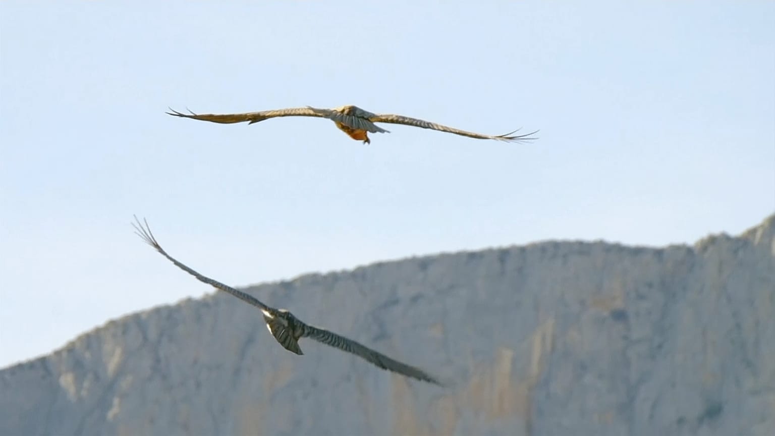 Nace el primer quebrantahuesos en setenta años en los Picos de Europa
