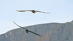 Nace el primer quebrantahuesos en setenta años en los Picos de Europa
