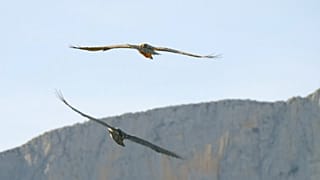 Nace el primer quebrantahuesos en setenta años en los Picos de Europa