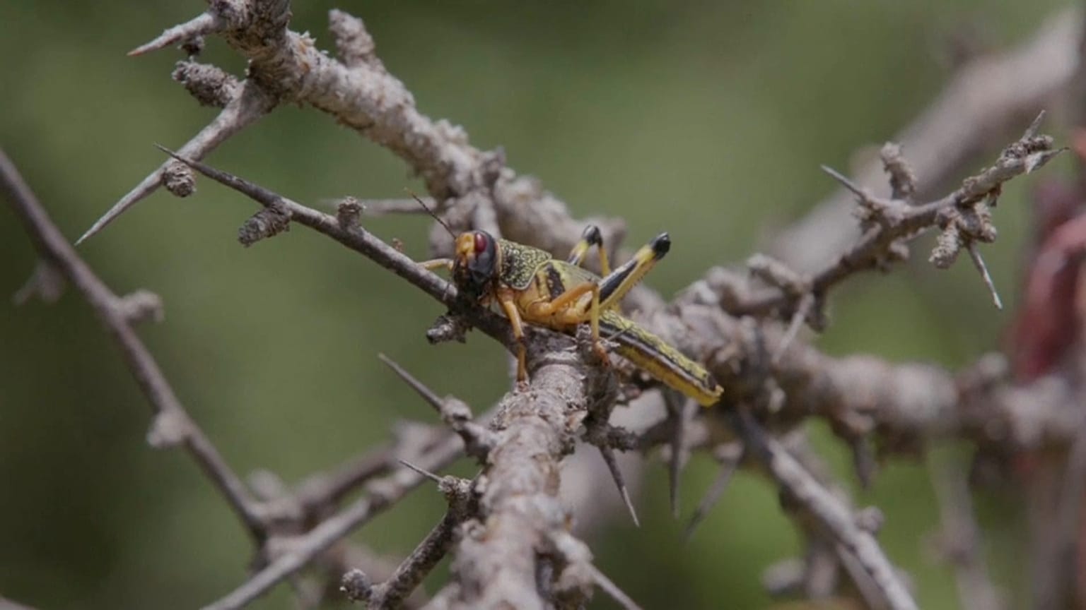 Locust