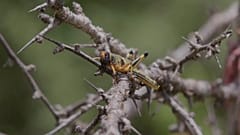 Locust