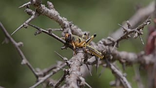 Locust