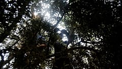Κώδων κινδύνου από τους ειδικούς για τη «λέπρα της ελιάς»