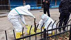 Mitarbeiter sammeln Riesensalamander vom Huanan Seafood Market in Wuhan ein (Januar 2020)