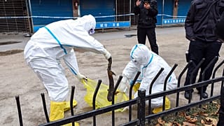 Mitarbeiter sammeln Riesensalamander vom Huanan Seafood Market in Wuhan ein (Januar 2020)