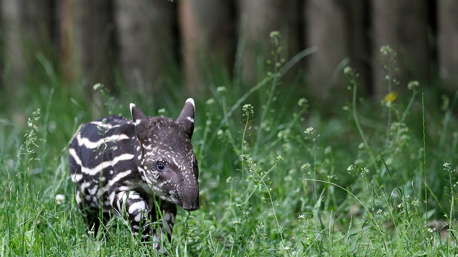 Meet the first tapir calf born in the wild in Rio de Janeiro State in a century