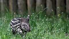 Meet the first tapir calf born in the wild in Rio de Janeiro State in a century
